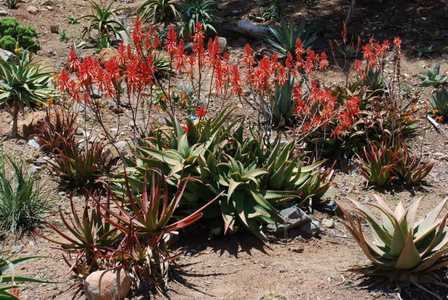 Aloe elgonica is beautiful Aloe from the Trans-Nzoia District of Kenya. It is a clump-forming plant 