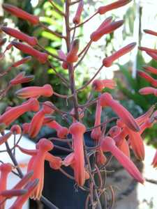 It is a stemless or short-stemmed solitary Aloe from South Africa that grows to about 3 feet tall wi