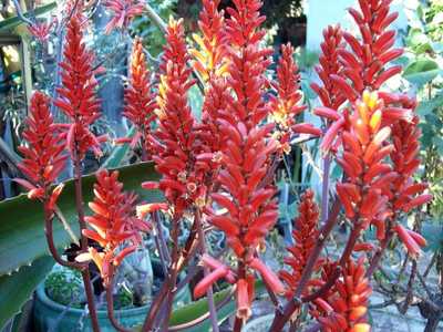 Aloe vaombe, the 'Malagasy Tree Aloe' is one of the most beautiful large tree aloes, making a stunni