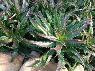 Aloe dorotheae is a gorgeous, suckering, stemless aloe for landscaping in a warm climate and probabl