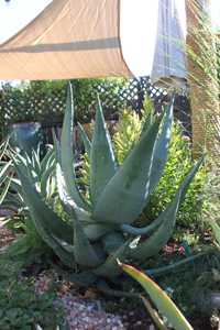 Aloe ferox (Cape Aloe) from South Africa is a tall, single-stemmed aloe, that can grow up to 10 feet
