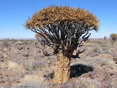 The beautiful & distinctive Aloidendron dichotomum (Aloe dichotoma) is one of the largest Aloes and 