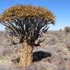 The beautiful & distinctive Aloidendron dichotomum (Aloe dichotoma) is one of the largest Aloes and 
