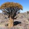 Aloe dichotoma