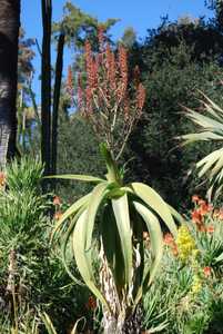 Aloe sabaea is a solitary tree aloe from Yemen, where it grows up to about 12 feet tall. This gracef