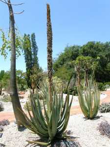 Aloe suzannae is a slow growing tree aloe to 8 to 12 feet that stays solitary or has few branches ne