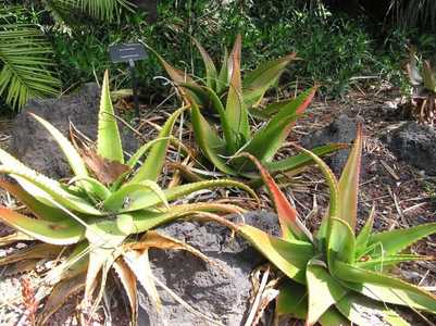 Aloe secundiflora is widespread in the open grassland and bushland in Ethiopia, Sudan, Kenya, and Ta