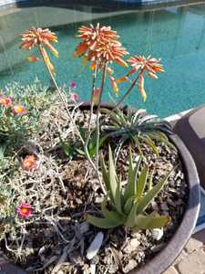 Aloe scobinifolia is a small, stemless Aloe from Somalia with rough (sort of like shark skin), uprig