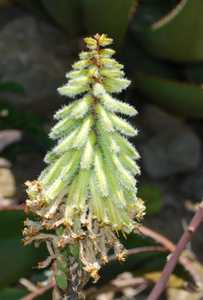 Aloe lavranosii is a solitary or occasionally offsetting Arabian aloe Aloe from southern Yemen with 