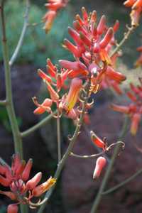 Aloe secundiflora is widespread in the open grassland and bushland in Ethiopia, Sudan, Kenya, and Ta