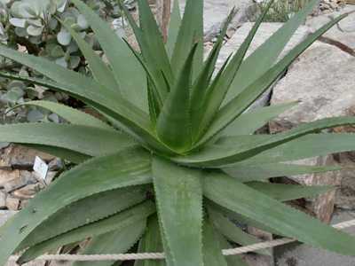 Aloe tauri is a blushing Aloe that turns red under cold conditions or in times of drought and whose 