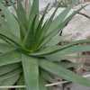 Aloe tauri is a blushing Aloe that turns red under cold conditions or in times of drought and whose 