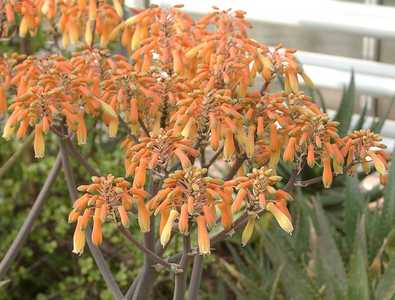 Aloe striata, with the common name 'Coral Aloe', is a small, stemless South African Aloe species. Al