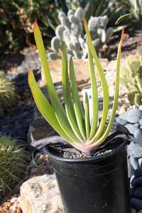 Kumara plicatilis, formerly Aloe plicatilis, the fan-aloe, is a multi-branching shrub with highly te