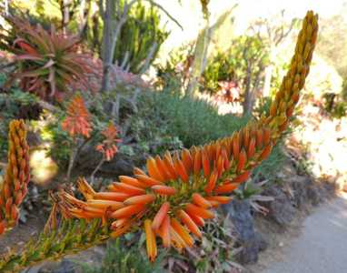 Aloe rivierei is from Yemen and Saudi Arabia, where it grows primarily on rocky cliffs and slopes at