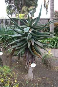 Aloe ferox (Cape Aloe) from South Africa is a tall, single-stemmed aloe, that can grow up to 10 feet