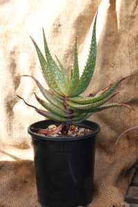 Native to the Northern Cape of South Africa, Aloe khamiesensis will slowly reach a height of 3 m (10