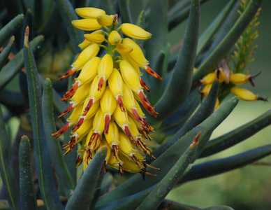 Aloe ramosissima is a larger Aloe to about 3 meters (9+ feet) tall with heavily branching, smooth st