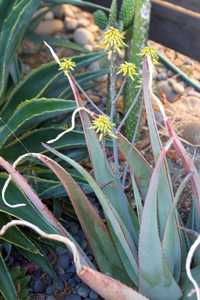 Aloe elegans is a medium size, slowly offsetting, stemless aloe to 18 to 24 inches tall with open ro