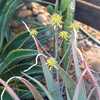 Aloe elegans is a medium size, slowly offsetting, stemless aloe to 18 to 24 inches tall with open ro