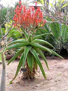 Aloe vaombe, the 'Malagasy Tree Aloe' is one of the most beautiful large tree aloes, making a stunni
