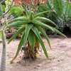 Aloe vaombe, the 'Malagasy Tree Aloe' is one of the most beautiful large tree aloes, making a stunni