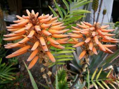 Aloe munchii is a moderately fast growing small and slender tree aloe that grows upwards to 15 feet 