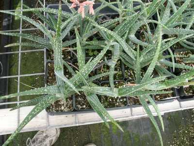 Aloe pseudorubroviolacea is a Saudi Arabian, larger, solitary aloe with decumbent trunk, two foot wi