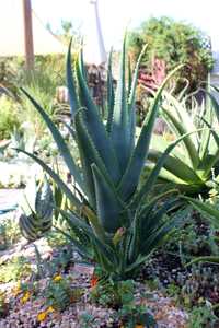 A beautiful, medium size, shrubby aloe with bi-color blooms and a trailing stem up to 1 meter long w