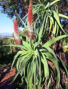 Aloe speciosa is a generally single-stemmed, tall succulent growing up to 10 feet (3 m) that carries