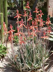 Aloe 'Blue Elf' is a vigorous tight-clumping aloe that grows to 18 inches tall by 2 feet wide with n