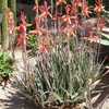 Aloe 'Blue Elf' is a vigorous tight-clumping aloe that grows to 18 inches tall by 2 feet wide with n