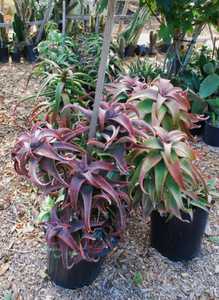 Aloe elgonica is beautiful Aloe from the Trans-Nzoia District of Kenya. It is a clump-forming plant 