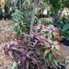 Aloe elgonica is beautiful Aloe from the Trans-Nzoia District of Kenya. It is a clump-forming plant 