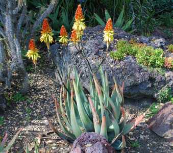 This plant is one of the most beautiful and showy of the South African species of Aloe. Aloe wickens