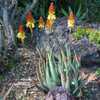 This plant is one of the most beautiful and showy of the South African species of Aloe. Aloe wickens