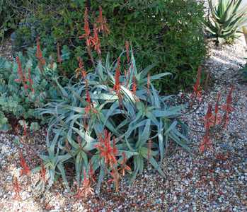 Aloe acutissima is an attractive aloe from Madagascar with interesting foliage colors and winter flo