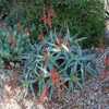 Aloe acutissima is an attractive aloe from Madagascar with interesting foliage colors and winter flo