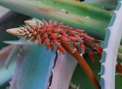 Perhaps the most handsome Aloe, this solitary, non-branching Madagascan tree aloe is set apart prima