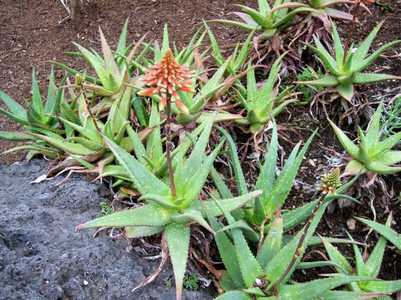 Aloe rudikoppe, commonly known as 'Little Gem', is a lovely landscape aloe that grows to less than 1