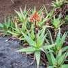 Aloe rudikoppe, commonly known as 'Little Gem', is a lovely landscape aloe that grows to less than 1