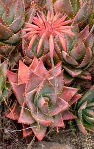 Aloe mitriformis is a true Cape mountain and winter-rainfall species that has thick, short leaves th