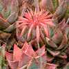 Aloe mitriformis is a true Cape mountain and winter-rainfall species that has thick, short leaves th