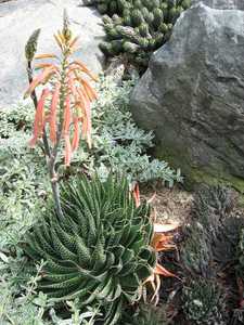 The Lace Aloe, Aloe aristata, is a low-growing, small, clumping aloe native to South Africa and Leso