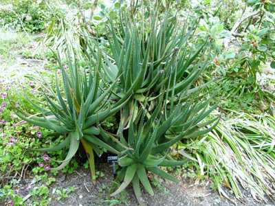 A handsome, densely clustering aloe with blue green thin leaves that can develop a short trunk but i