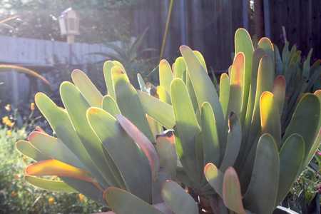 Kumara plicatilis, formerly Aloe plicatilis, the fan-aloe, is a multi-branching shrub with highly te