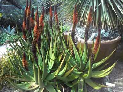 Aloe castanea, also known as Cat's Tail Aloe, is a branching tree Aloe from South Africa which may g