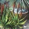 Aloe castanea, also known as Cat's Tail Aloe, is a branching tree Aloe from South Africa which may g