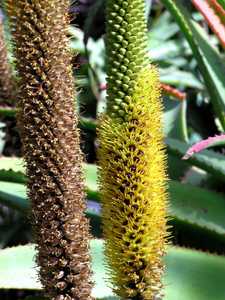 Aloe spicata is an impressive looking, fast-growing, plant with big graceful curving leaves. It's a 