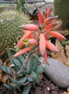 Aloe krapohliana is a smaller turquoise-blue rosette-forming plant that only get about 8 - 12 inches